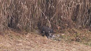 オオタカのお食事