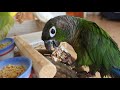 【ゆる】今日のインコたち♡ウロコインコ　セキセイインコ　オカメインコ　budgerigar　cockatie green cheeked parakeet pyrrhura molinae