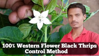 100% Western Flower Black Thrips Control In Chilli Crop | మిరపలో నల్ల తామర పురుగులు నివారణ