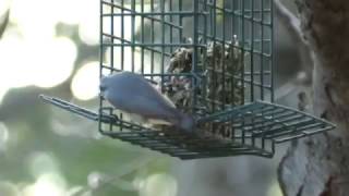 Female Red-Breasted Nuthatch