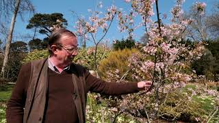 Staphylea holocarpa 'Rosea' - Caerhays Castle