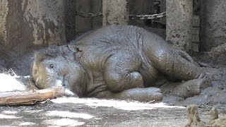 【より美しく】１歳の誕生日を前に全身泥パックしてたタオちゃん【アジアゾウ】