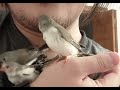 baby zebra finches