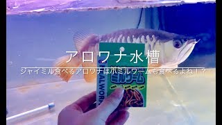 アロワナ水槽  ジャイミル食べてるアロワナなら缶詰小ミルワームも食べるよね！？