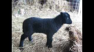 Black Welsh Mountain Sheep lamb frolics!