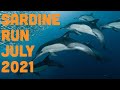 The Sardine Run: 2021
