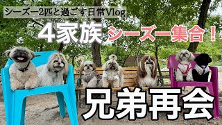 [シーズー多頭飼い]らいくんひまちゃんの兄弟集合！