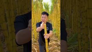 So sweet fresh sugarcane and rural farming life #agriculture #sweet