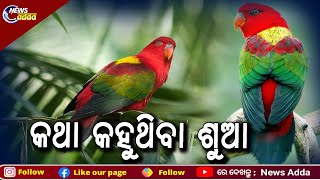 Viral Video: Parrot Calls Mummy In A Cute Voice | ଏହି ଶୁଆର ଭିଡିଓ କାହିଁକି ହେଉଛି ଭାଇରାଲ?