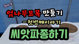 엄나무 묘목을 만들기위해서 엄나무 씨앗을 모종하우스에 파종을 했습니다.노지에 흩어뿌림을 했습니다.