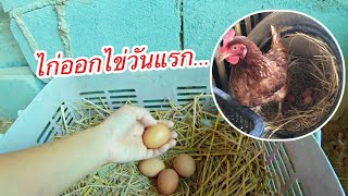 วิธีสังเกตไก่ไข่สาว จะออกไข่ตอนไหน?!!