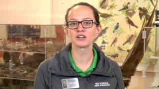 A Minute With Nature - Fall Migration