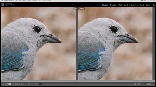 Photo Editing Workflow 01 using Adobe Lightroom Classic, DeNoise AI, Sharpen AI, and Gigapixel AI