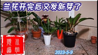 春天来了，兰花发新芽 Spring is here, orchids are sprouting #orchid /23-33/2023-5-9