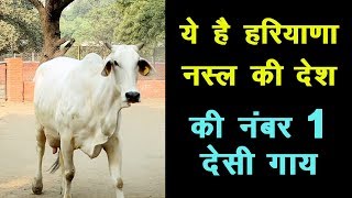 ये है हरियाणा नस्ल की देश की नंबर 1 देसी गाय | Best Breed of Indigenous Cows.||9728125270||