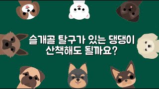 [빌리브동물병원] 슬개골 탈구가 있는 강아지, 산책해도 될까요?