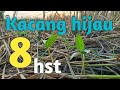 TANAMAN KACANG HIJAU UMUR 8 HARI SETELAH SEBAR