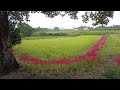 【奈良】葛城一言主神社周辺に咲く彼岸花 red spider lilies blooming at katsuragi hitokotonushi shrine nara japan