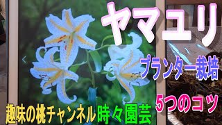 【ヤマユリ】プランター栽培　5つのコツ　23/9/9