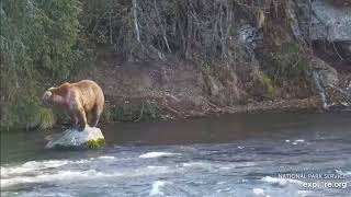 Bear 131 | Looking For Fish | Brooks Falls | 10/18/23 | EXPLORE.ORG