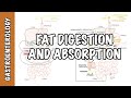 Fat (lipid) digestion and absorption physiology