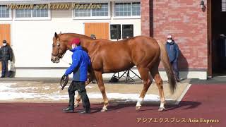 アジアエクスプレス(Asia Express) - 優駿スタリオンステーション種牡馬展示会2021