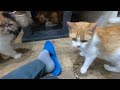 【珍しい猫】茶トラのメス猫はスコティッシュフォールド（保護猫カフェ猫の木）十三駅rare cat red tabby cat scalpel cat scottish fold