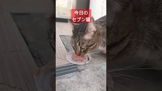 【今日のセブン猫】