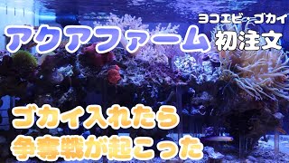 【アクアファーム初注文】海水魚水槽に新鮮なヨコエビ・ゴカイをいれたらハゼ達の争奪戦が始まった🔥