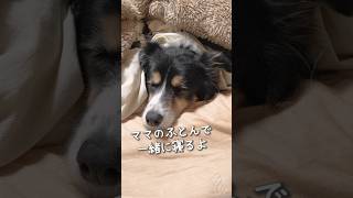 ママと一緒に布団で寝るボーダーコリーとオゥシーが可愛い　#ボーダーコリー #オーストラリアンシェパード #dog