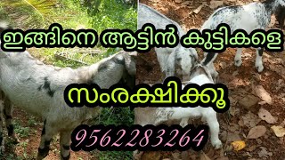 ഇങ്ങിനെയും ആട്ടിൻ കുട്ടികളെ വളർത്താം goat farm kannur Kerala