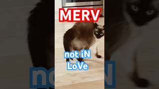 merv the talking cat might be in love. #funny #cat #meow #bagagwa
