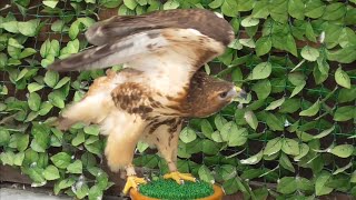 レッドテールホーク　アニちゃん　キョロキョロするのは本能かな？　【掛川花鳥園】Red-tailed hawk Ani-chan Kakegawa Garden