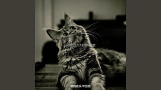 柔和的可爱的猫时刻