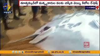 మత్స్యకారుల వలకు భారీ మీనరాజం | Fish Caught In Fisherman's Net | Thoothukudi