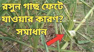 রসুন গাছ ফেটে যাওয়ার কারণ এবং সমাধান