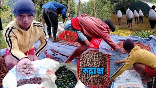 Rudraksha cultivation in Sankhuwasabha Nepal || Nepal 🇳🇵 // रुद्राक्ष @Samirjngrai