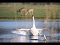 what to know about raising swans