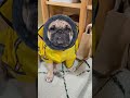 お散歩渋り隊。 パグ pug ぱぐ 日常 癒し shorts ショート しょーと 犬のいる生活 犬のいる暮らし いぬ