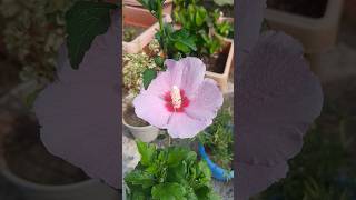 violet hibiscus 🌺 #youtubeshorts #gardening #viralvideoshorts #viralvideo