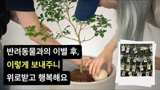 [#화분장] 🌱 무지개다리 건넌 우리아이, '예쁜 새싹으로 만나길' 강아지 고양이 반려동물 이별극복 / 플로정아펫브릿지