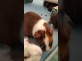 春兆🐢②モルモット・てんじくねずみ・天竺鼠・沖縄こどもの国・・・guinea_pig・okinawa zoo u0026 museum 20230201