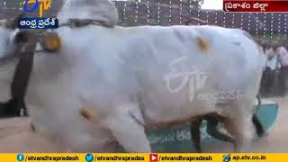 State Level Ongole Bull Competitions Grandly Ends | at Annambotlavari Palem