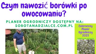 Czym nawozić borówki po zbiorach?