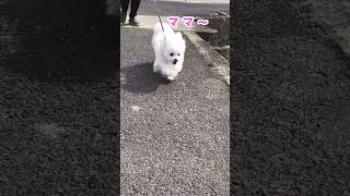 はしゃぐ子犬とマイペースな姉犬のお散歩🐶【トイプードル\u0026チワマル】#マルチーズ #チワワ #犬のいる暮らし