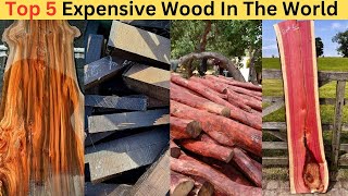 Top 5 Most Expensive Wood In The World. Whole General Information.