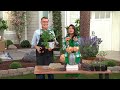 Roberta's 1-pc 1 Gallon Proven Winners At Last Rose Live Plant on QVC