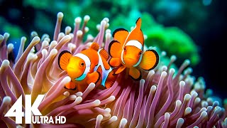 Aquarium 4K Video (Ultra HD) 🐠 Beautiful Coral Reef Fish - Relaxation Meditation Music