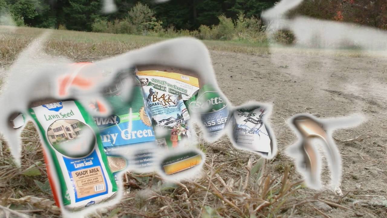 Seeding A New Lawn Youtube