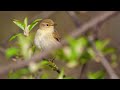 het geluid van de fitis natuur en vogel geluiden om de fitis te leren herkennen 10 uur